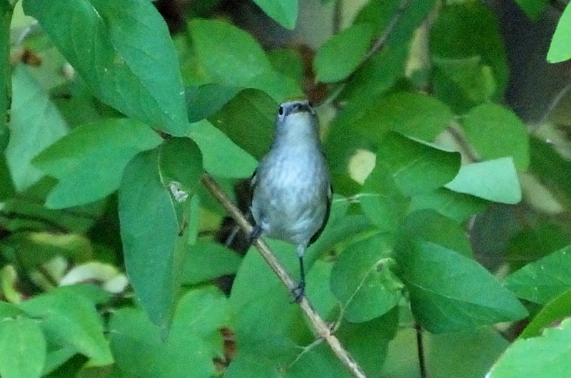 ChestnutSidedWarbler_5823