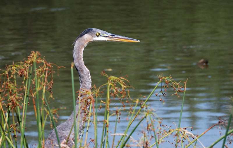 GreatBlueHeron_1709