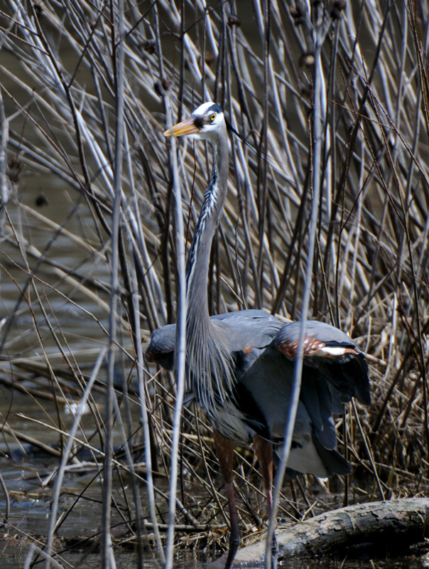 GreatBlueHeron_6023