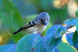 RubyCrownedKinglet_7337