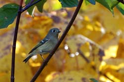 RubyCrownedKinglet_7366