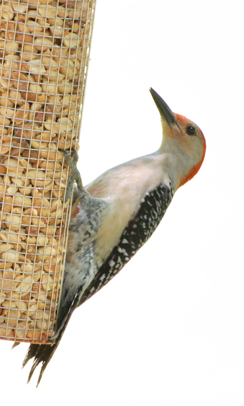 RedBelliedWoodpecker_4664