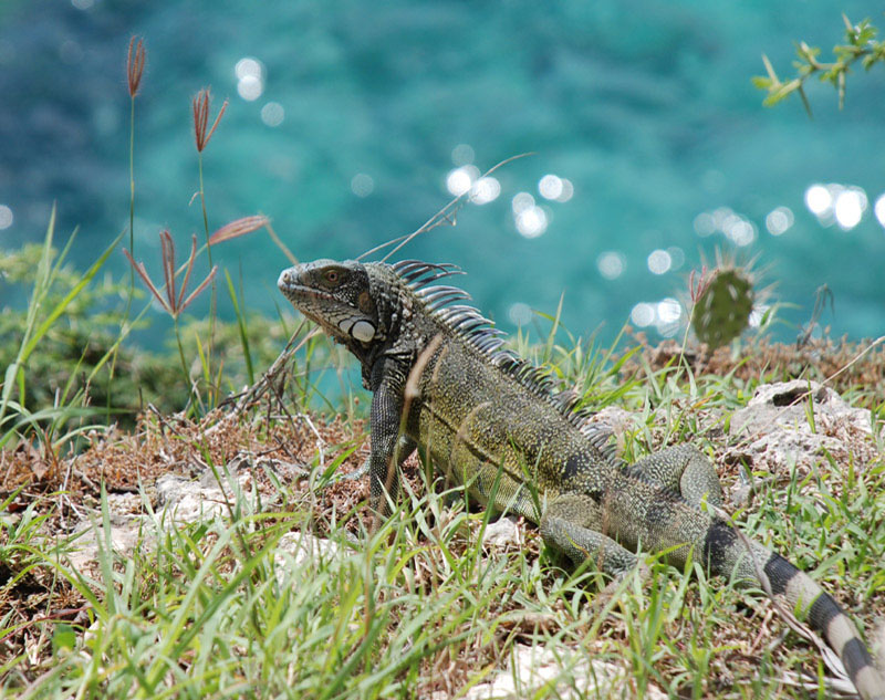 Iguana_0064sm