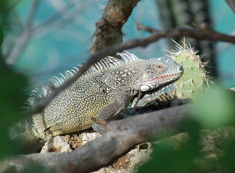 Iguana_0233sm