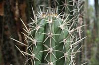 Cactus_0257sm