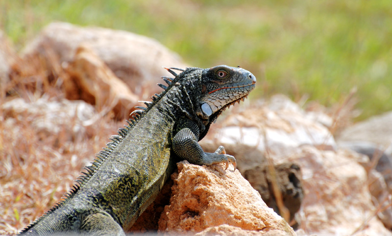 Iguana_0149sm