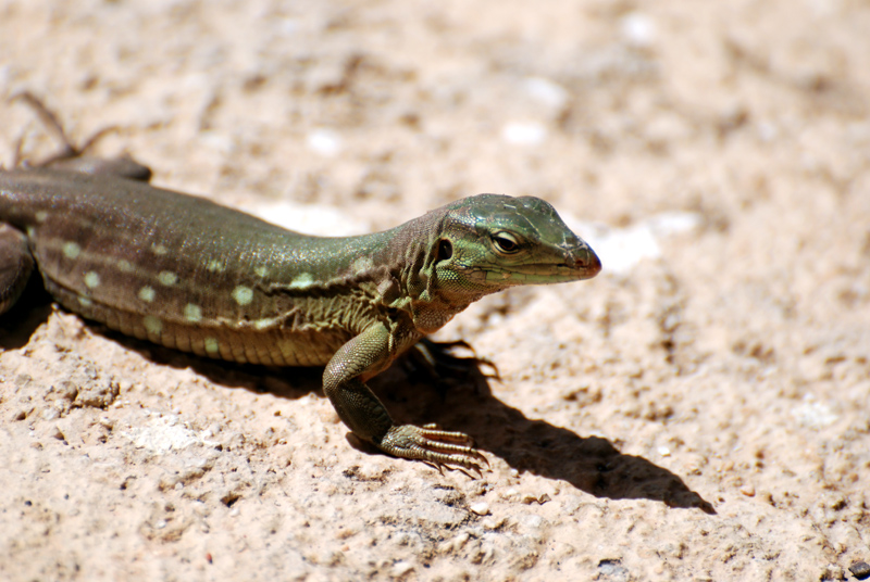 Skink_0100sm