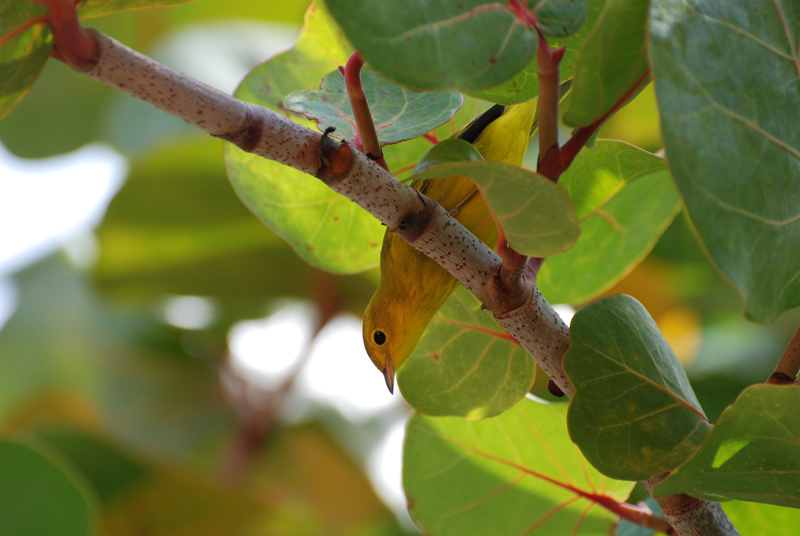 Yellow_Warbler_0077sm