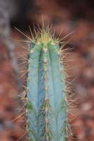 Cactus_0069sm