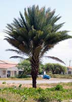 Palm_0272sm