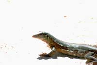 Skink_0217sm