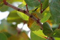 Yellow_Warbler_0077sm